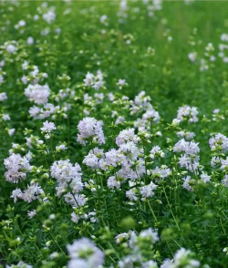 家里阳光不足怎么养花，选对植物种类，掌握养护技巧