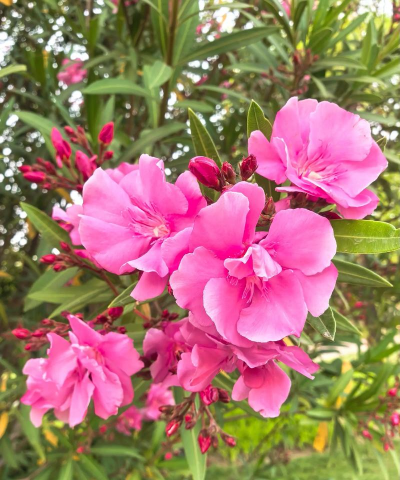 家里阳光不足怎么养花，选对植物种类，掌握养护技巧