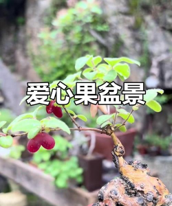 家里阳光不足怎么养花，选对植物种类，掌握养护技巧