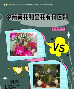 家里阳光不足怎么养花，选对植物种类，掌握养护技巧