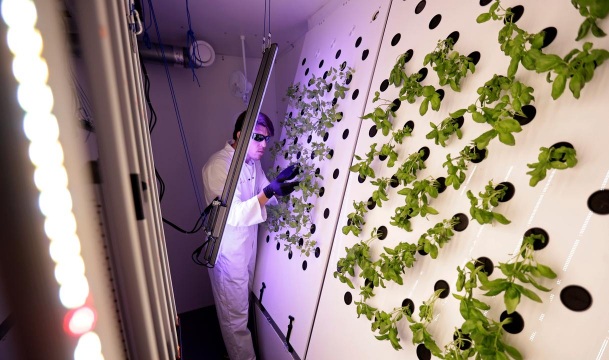 家里阳光不足怎么养花，选对植物种类，掌握养护技巧