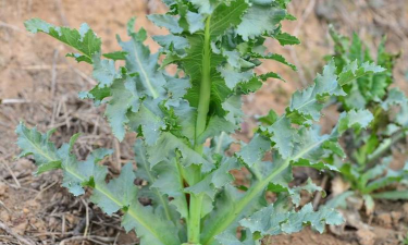 家里阳光不足怎么养花，选对植物种类，掌握养护技巧