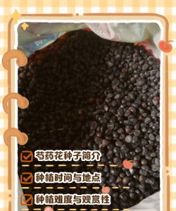 家里阳光不足怎么养花，选对植物种类，掌握养护技巧