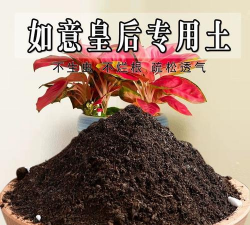 家里阳光不足怎么养花，选对植物种类，掌握养护技巧