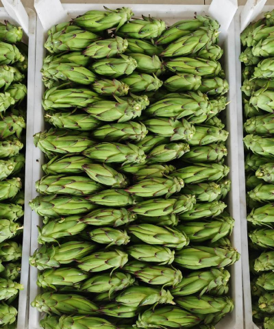 家里阳光不足怎么养花，选对植物种类，掌握养护技巧