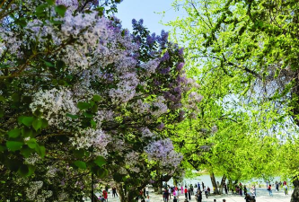 家里阳光不足怎么养花，选对植物种类，掌握养护技巧