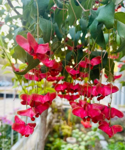 家里阳光不足怎么养花，选对植物种类，掌握养护技巧