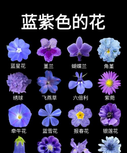 家里阳光不足怎么养花，选对植物种类，掌握养护技巧