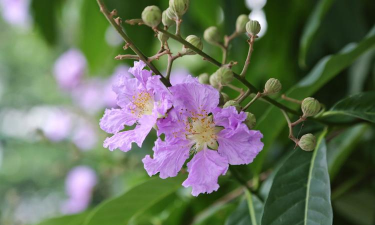 家里阳光不足怎么养花，选对植物种类，掌握养护技巧