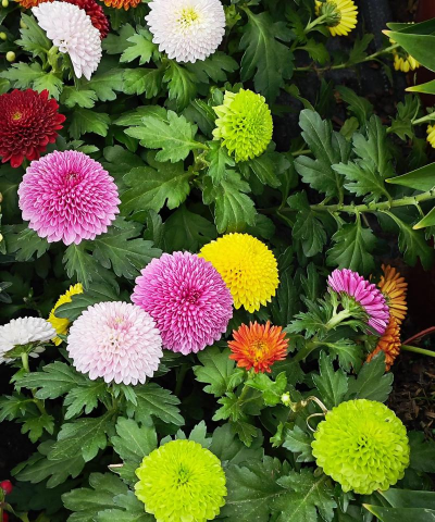 家里阳光不足怎么养花，选对植物种类，掌握养护技巧