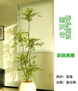 家里阳光不足怎么养花，选对植物种类，掌握养护技巧