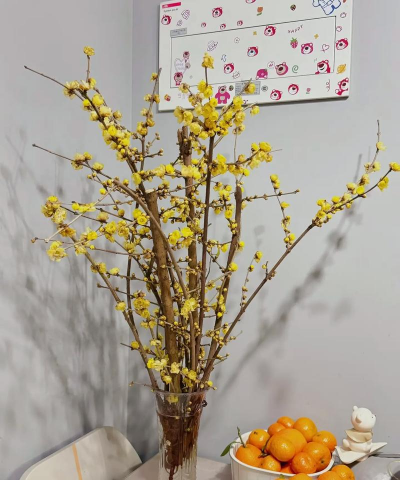 家里阳光不足怎么养花，选对植物种类，掌握养护技巧