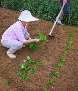 家里阳光不足怎么养花，选对植物种类，掌握养护技巧