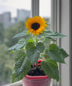 小众送妈妈的花有哪些花