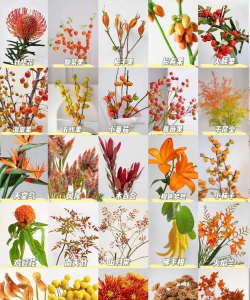 家里阳光不足怎么养花，选对植物种类，掌握养护技巧