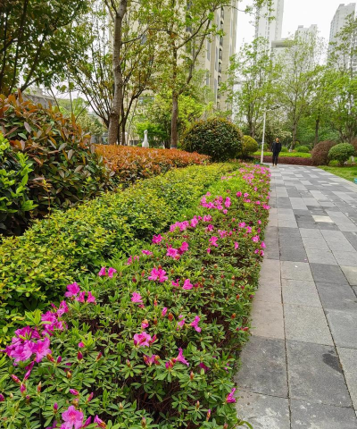 家里阳光不足怎么养花，选对植物种类，掌握养护技巧