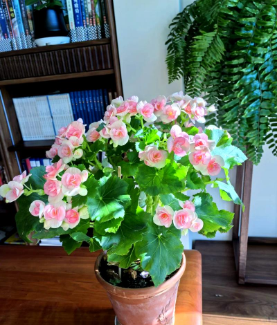 家里阳光不足怎么养花，选对植物种类，掌握养护技巧