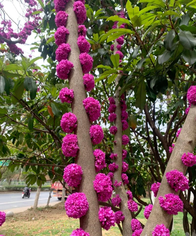 家里阳光不足怎么养花，选对植物种类，掌握养护技巧