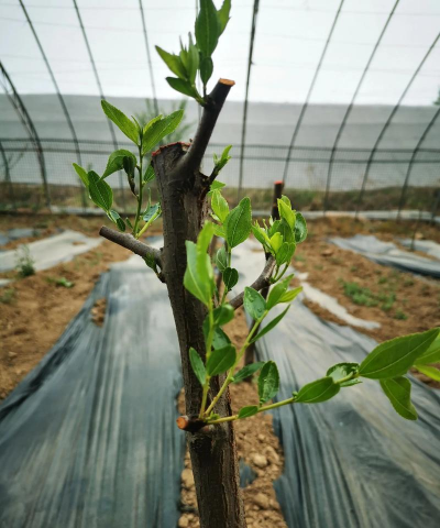 家里阳光不足怎么养花，选对植物种类，掌握养护技巧