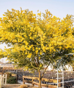 家里阳光不足怎么养花，选对植物种类，掌握养护技巧