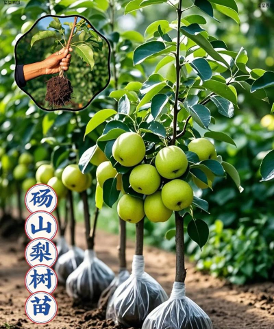 家里阳光不足怎么养花，选对植物种类，掌握养护技巧