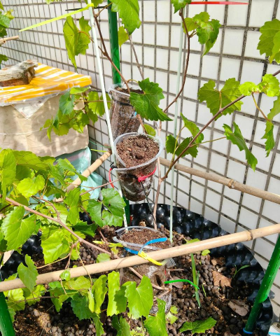 家里阳光不足怎么养花，选对植物种类，掌握养护技巧