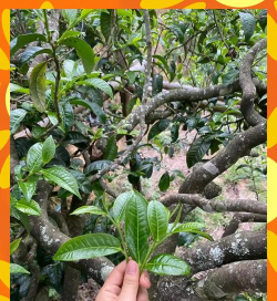 家里阳光不足怎么养花，选对植物种类，掌握养护技巧