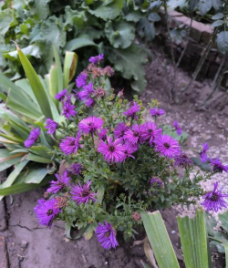 家里阳光不足怎么养花，选对植物种类，掌握养护技巧