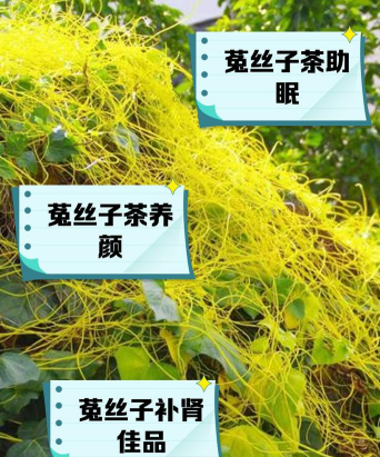 家里阳光不足怎么养花，选对植物种类，掌握养护技巧