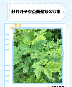 家里阳光不足怎么养花，选对植物种类，掌握养护技巧