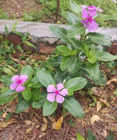 家里阳光不足怎么养花，选对植物种类，掌握养护技巧