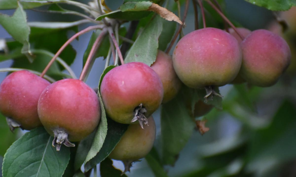 家里阳光不足怎么养花，选对植物种类，掌握养护技巧