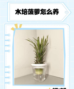 家里阳光不足怎么养花，选对植物种类，掌握养护技巧