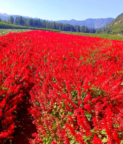 家里阳光不足怎么养花，选对植物种类，掌握养护技巧