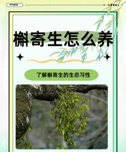家里阳光不足怎么养花，选对植物种类，掌握养护技巧