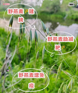 家里阳光不足怎么养花，选对植物种类，掌握养护技巧