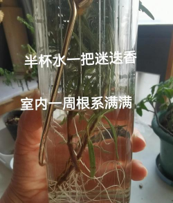 家里阳光不足怎么养花，选对植物种类，掌握养护技巧