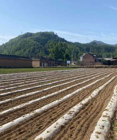 农村种植的好项目