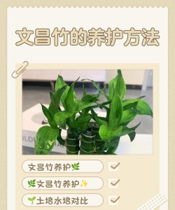 家里阳光不足怎么养花，选对植物种类，掌握养护技巧