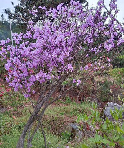 家里阳光不足怎么养花，选对植物种类，掌握养护技巧