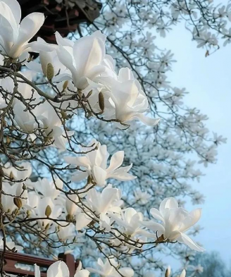 家里阳光不足怎么养花，选对植物种类，掌握养护技巧