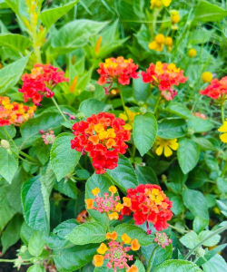 家里阳光不足怎么养花，选对植物种类，掌握养护技巧