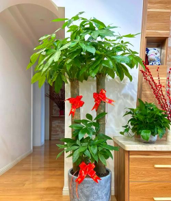 家里阳光不足怎么养花，选对植物种类，掌握养护技巧