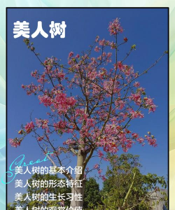 家里阳光不足怎么养花，选对植物种类，掌握养护技巧