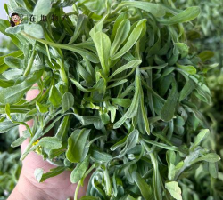 家里阳光不足怎么养花，选对植物种类，掌握养护技巧