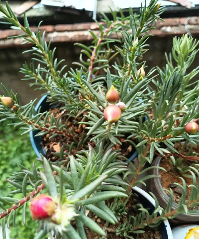 家里阳光不足怎么养花，选对植物种类，掌握养护技巧