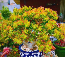 家里阳光不足怎么养花，选对植物种类，掌握养护技巧