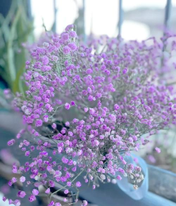 家里阳光不足怎么养花，选对植物种类，掌握养护技巧