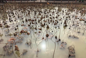 家里阳光不足怎么养花，选对植物种类，掌握养护技巧