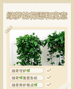 家里阳光不足怎么养花，选对植物种类，掌握养护技巧